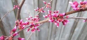 cercis canadensis in bloom