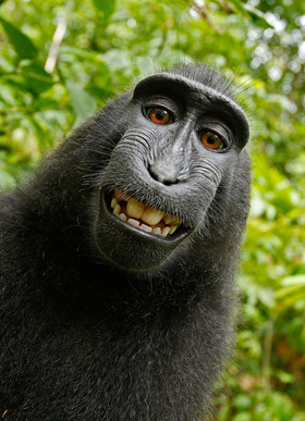Monkey selfies not protected by copyright!